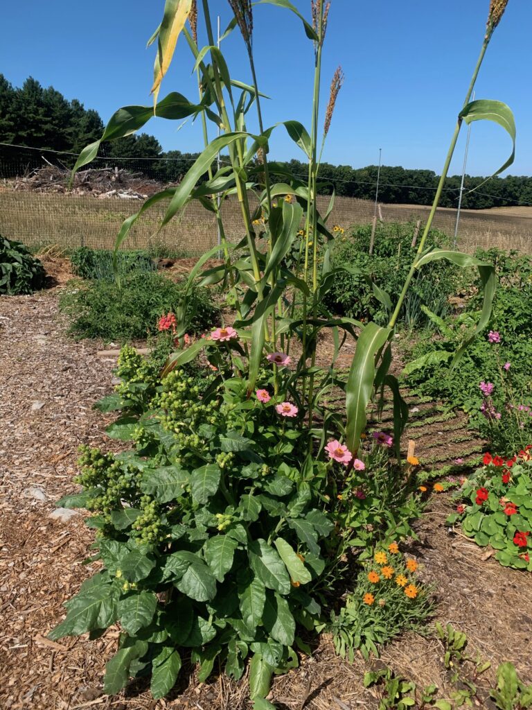 garden 2 garden 2