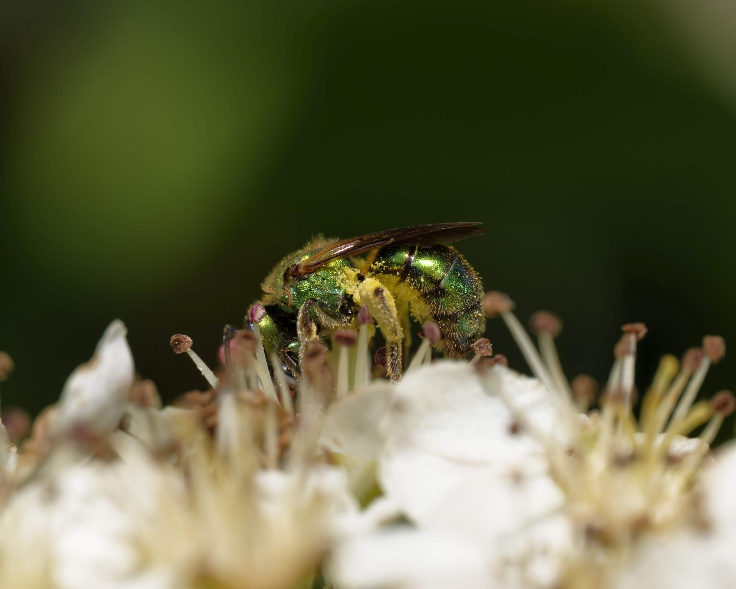 Tyler Green Sweat Bee 5x4